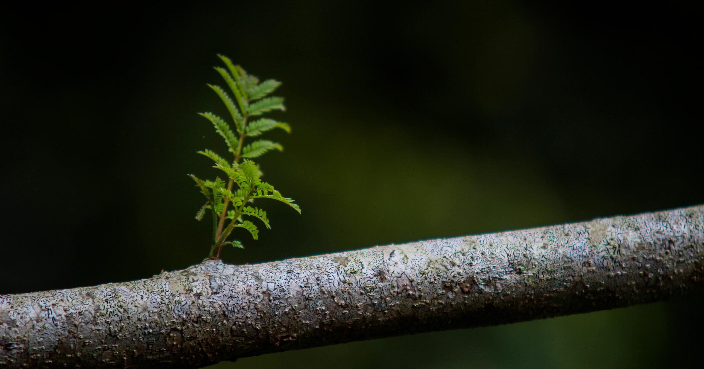 A tree branch with new growth sprouting from it.